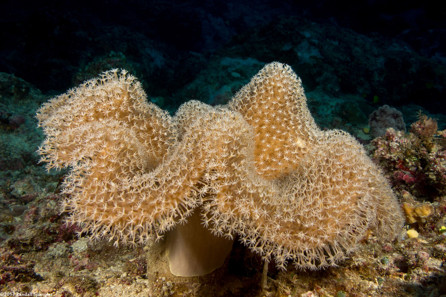 Sarcophyton trocheliophorum (Elephant Ear Coral)