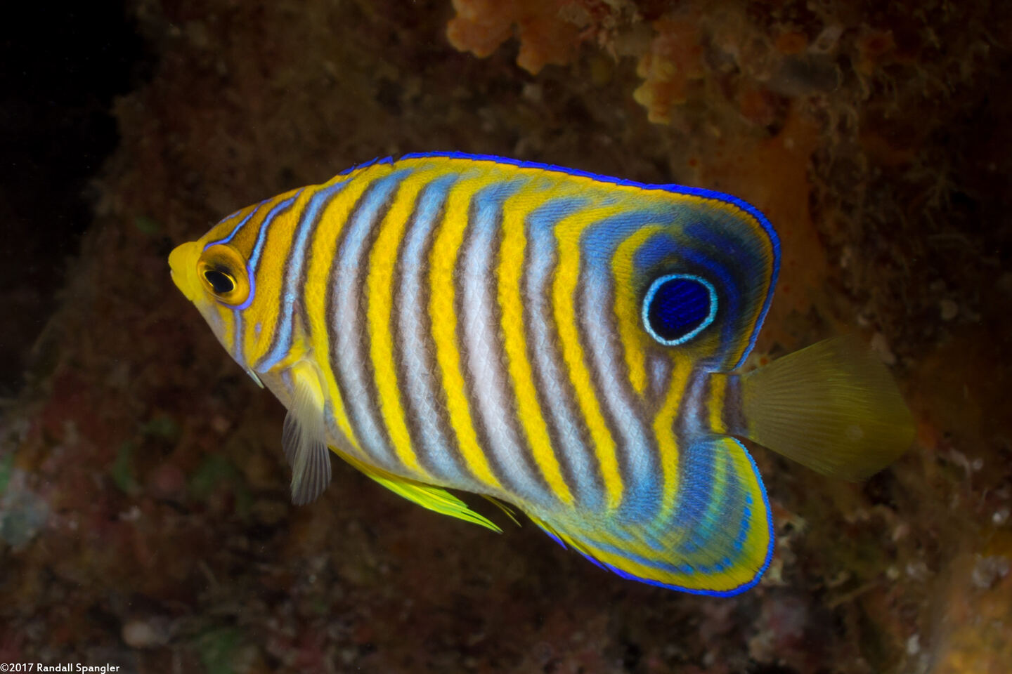 Pygoplites diacanthus (Regal Angelfish)