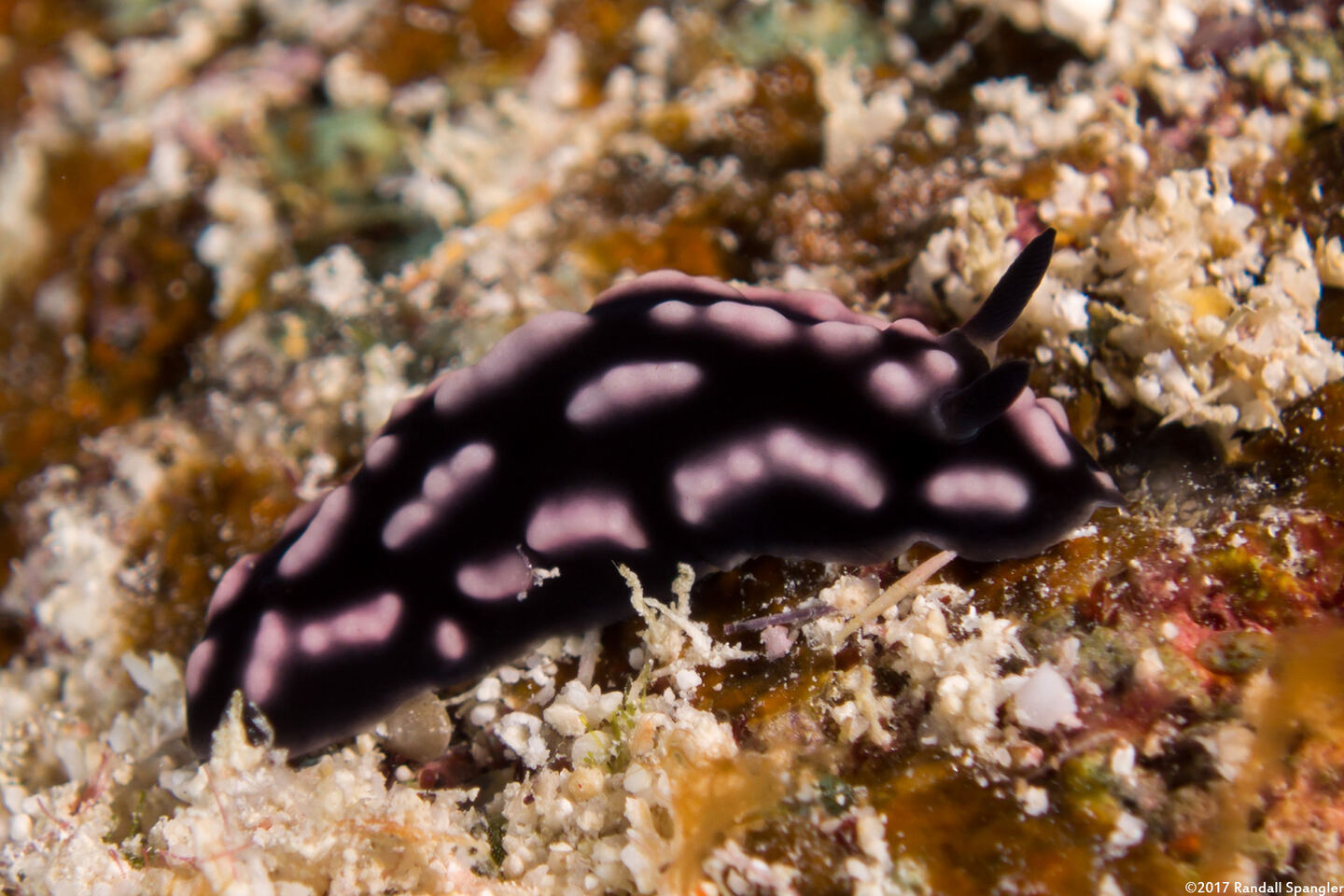 Phyllidiella pustulosa (Pustulose Phyllidia)