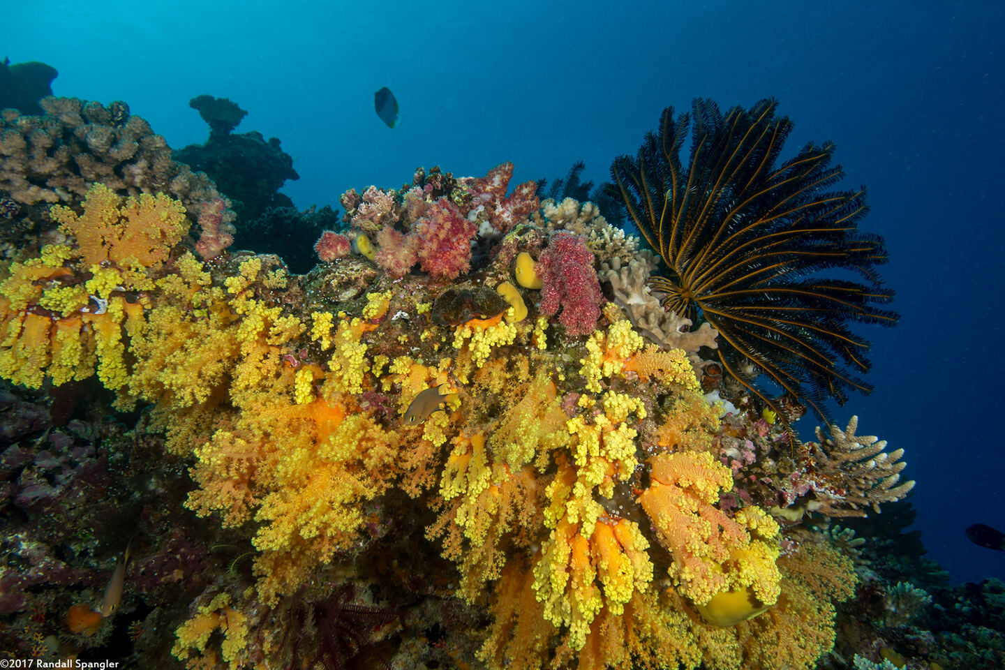 Dendronephthya sp.1 (Dendronephthya)