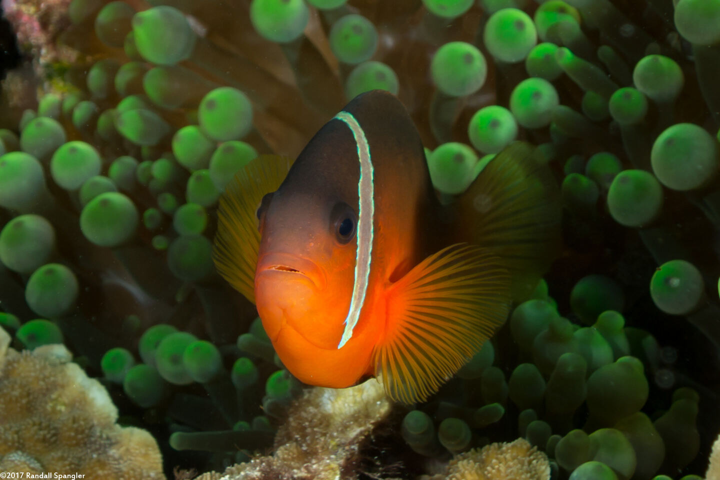 Amphiprion barberi (Fiji Anemonefish)