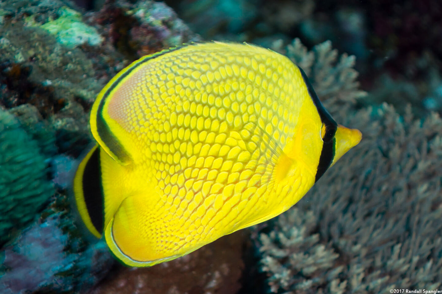 Chaetodon rafflesii (Latticed Butterflyfish)