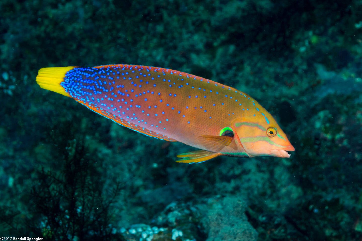 Coris gaimard (Yellowtail Coris)