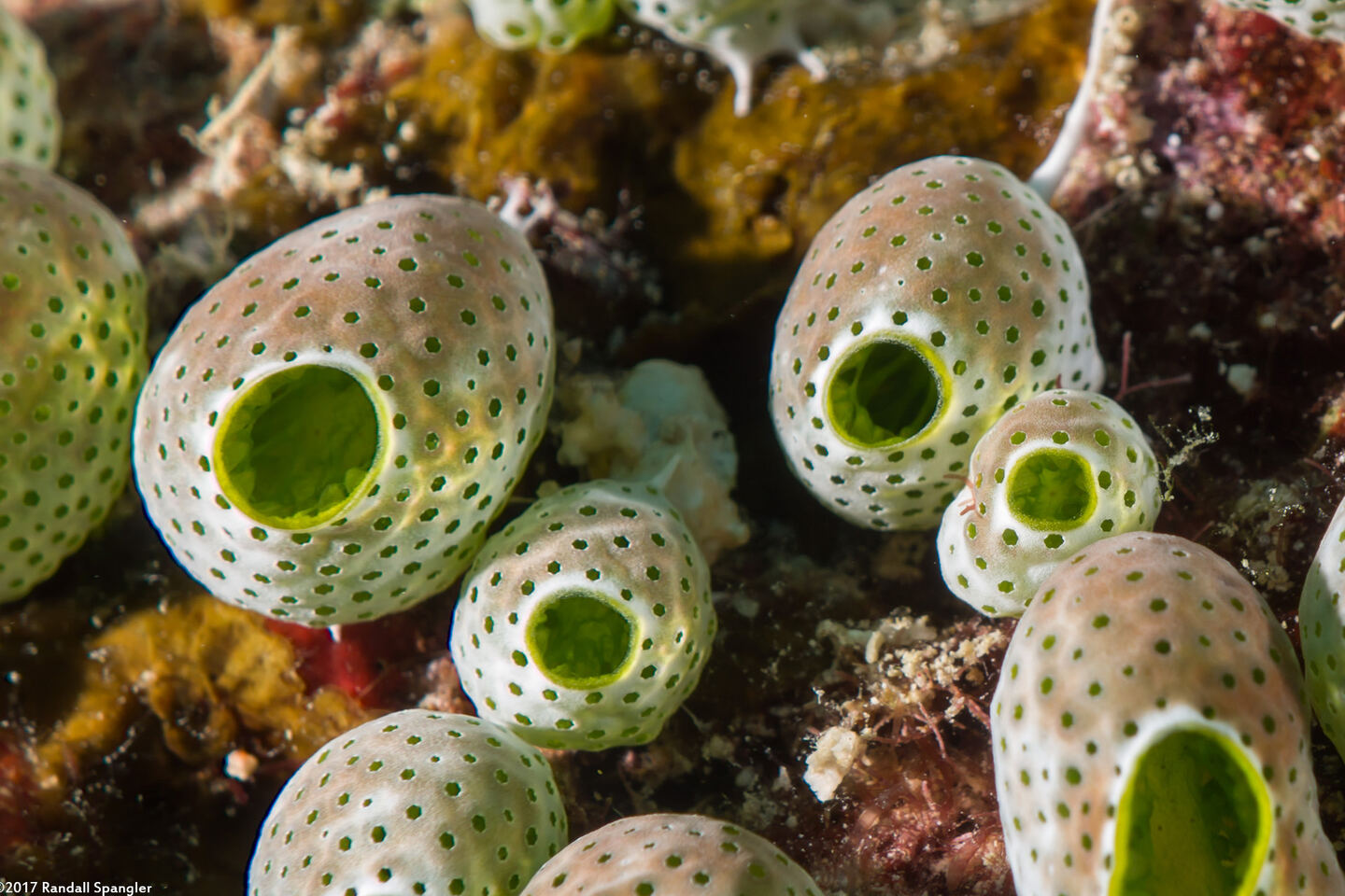 Atriolum robustum (Robust Sea Squirt)
