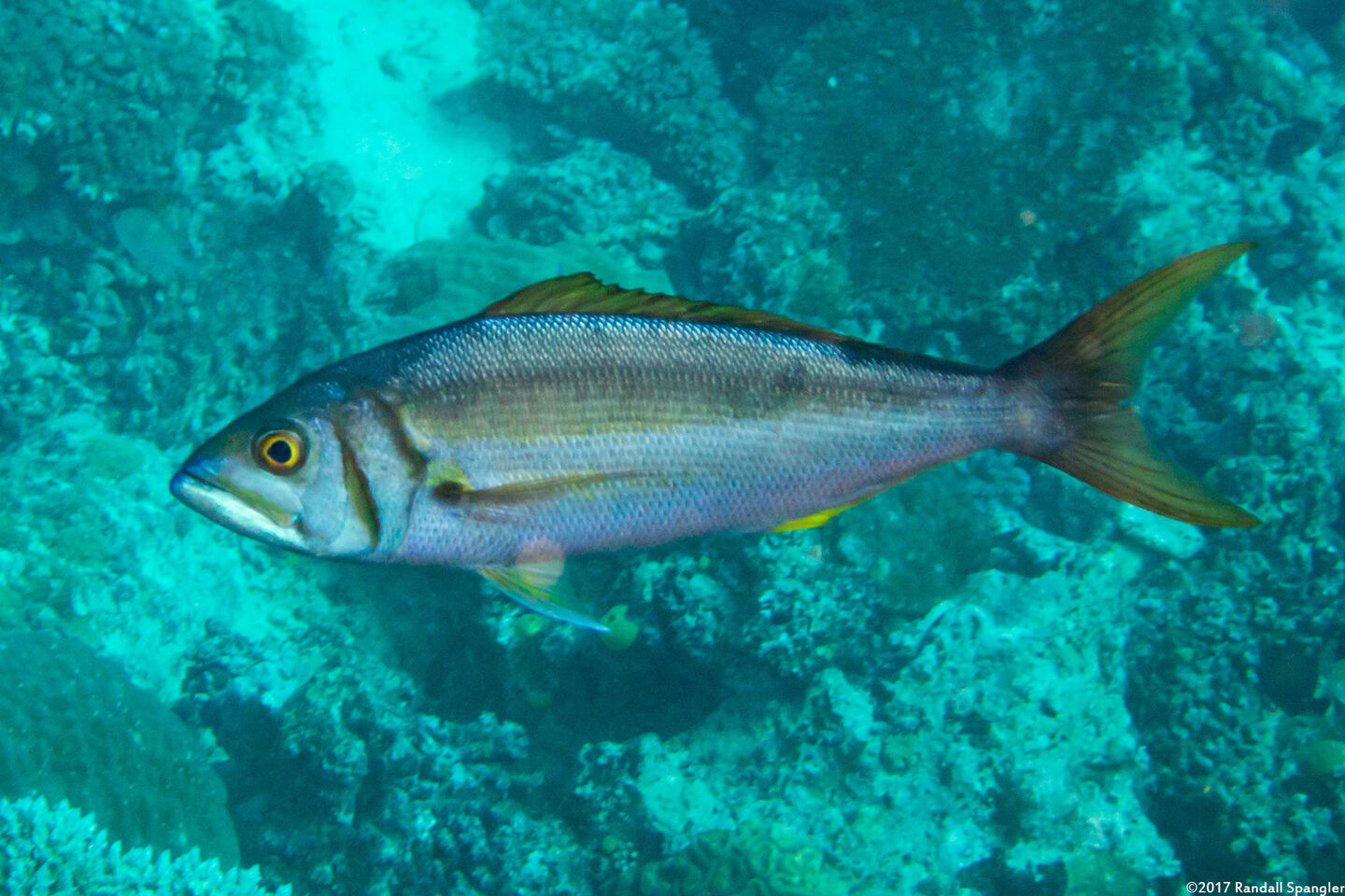 Aphareus furca (Smalltooth Jobfish)