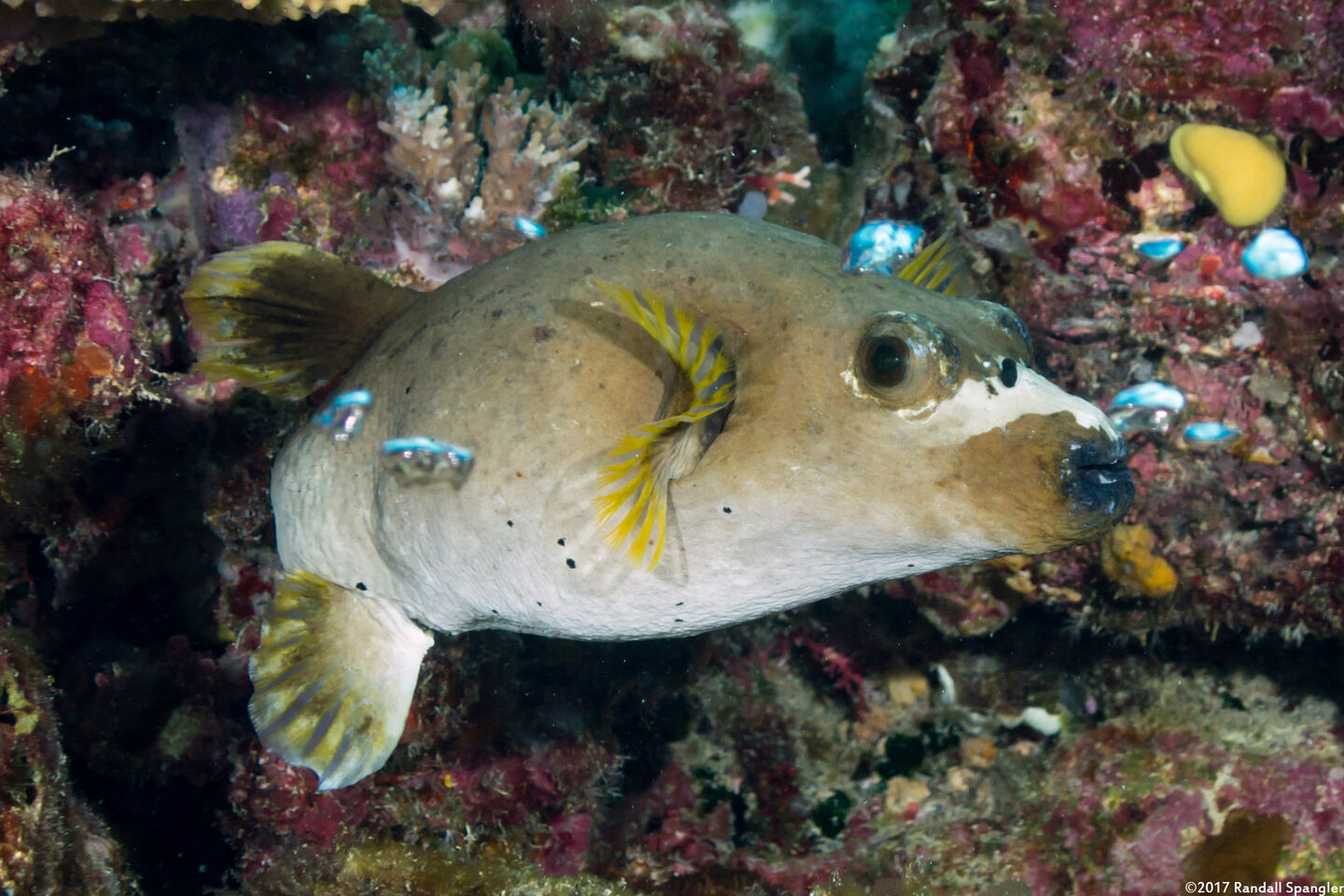 Arothron nigropunctatus (Blackspotted Puffer)