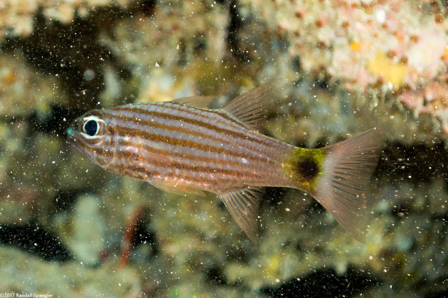 Cheilodipterus artus (Wolf Cardinalfish)
