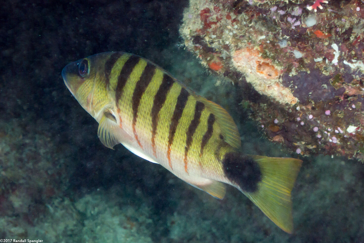 Lutjanus semicinctus (Black-Banded Snapper)