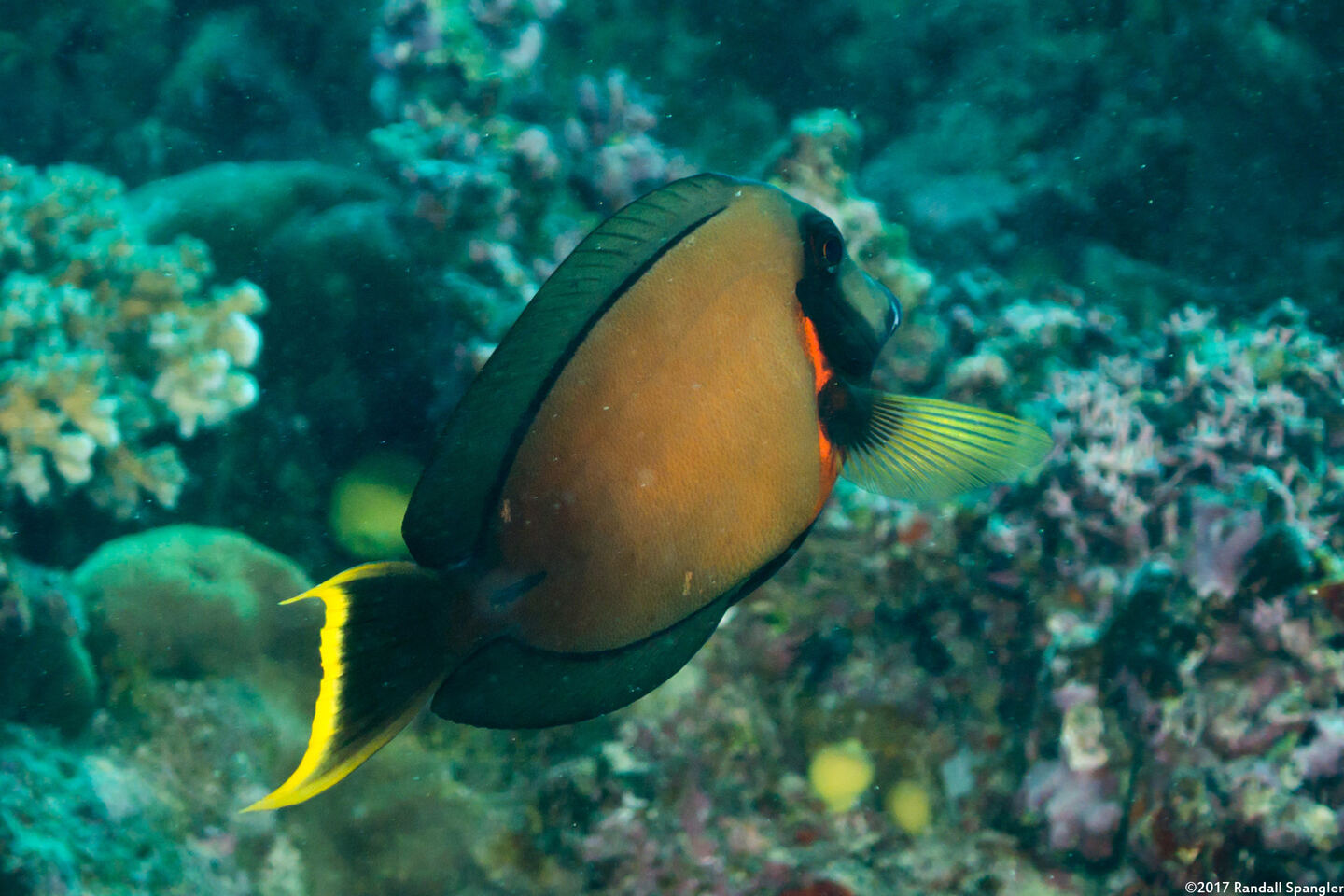 Acanthurus pyroferus (Mimic Surgeonfish)