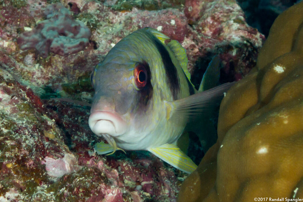 Parupeneus crassilabris (Doublebar Goatfish)
