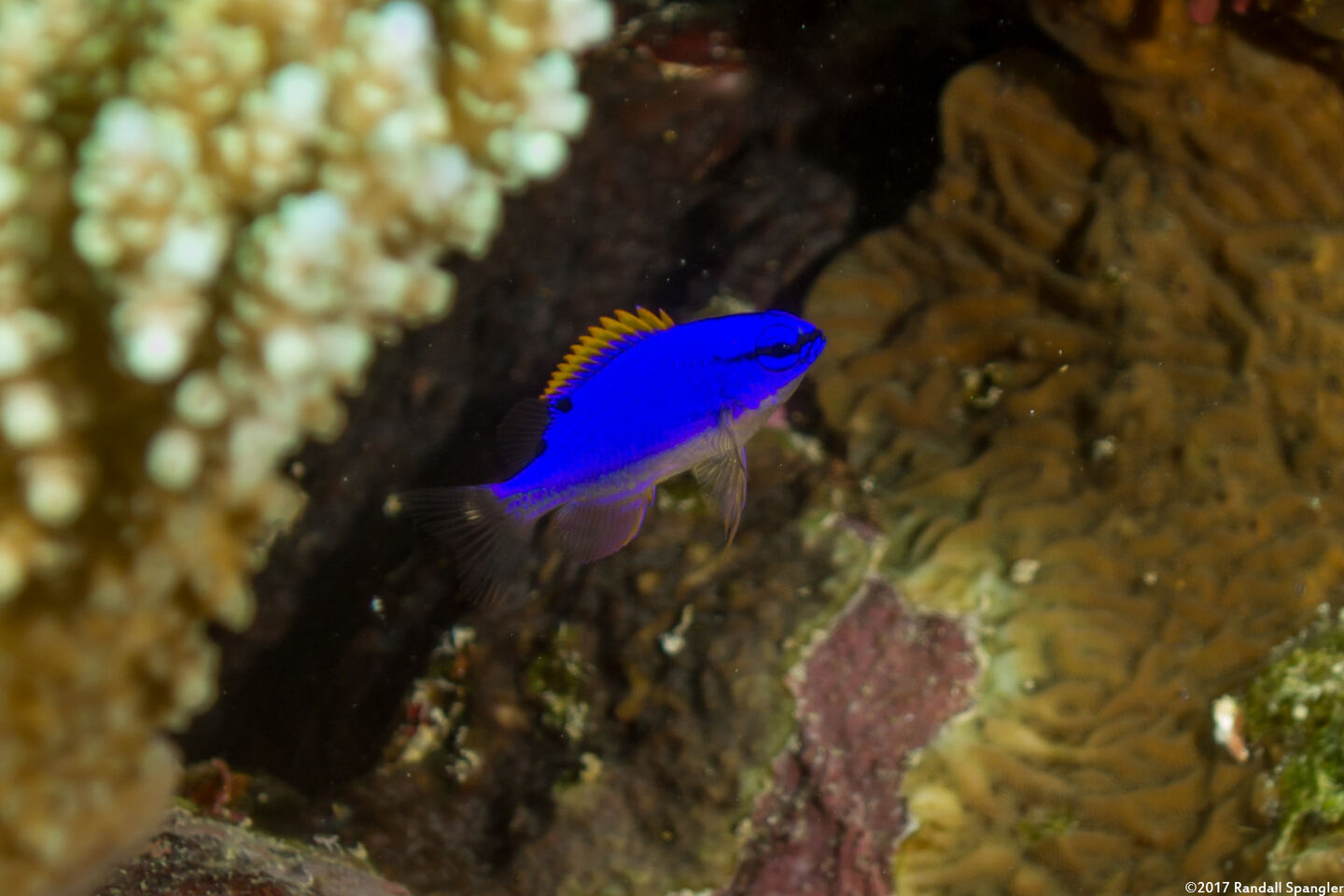 Chrysiptera taupou (South Seas Devil)