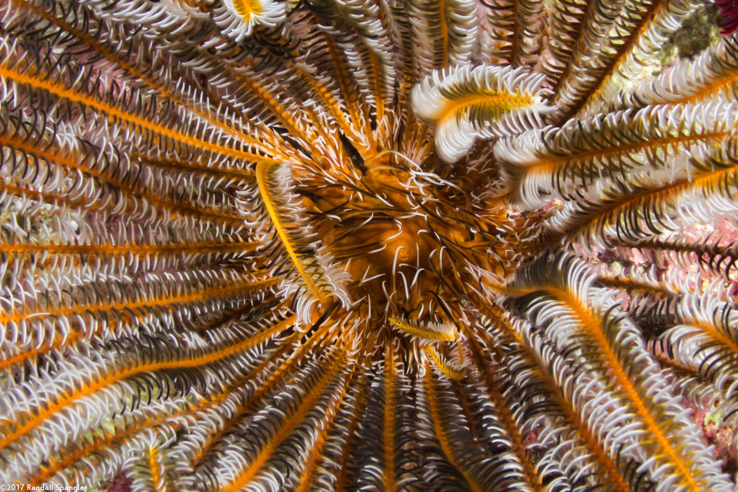 Anneissia bennetti (Bennett's Feather Star); Oral disc