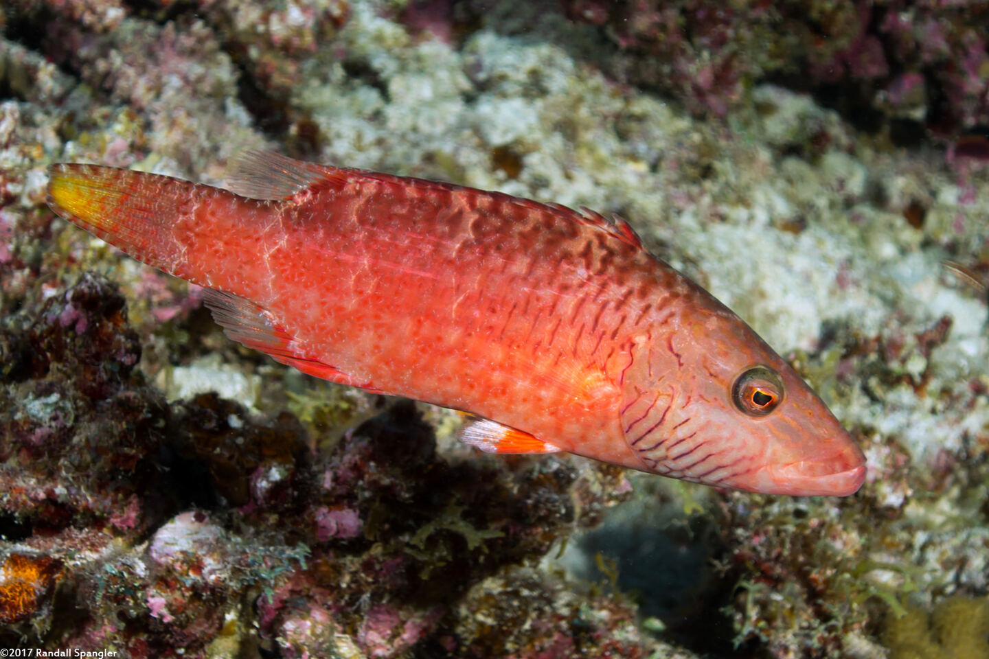 Oxycheilinus digramma (Cheek-Lined Wrasse)