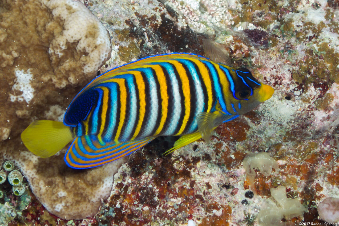 Pygoplites diacanthus (Regal Angelfish)