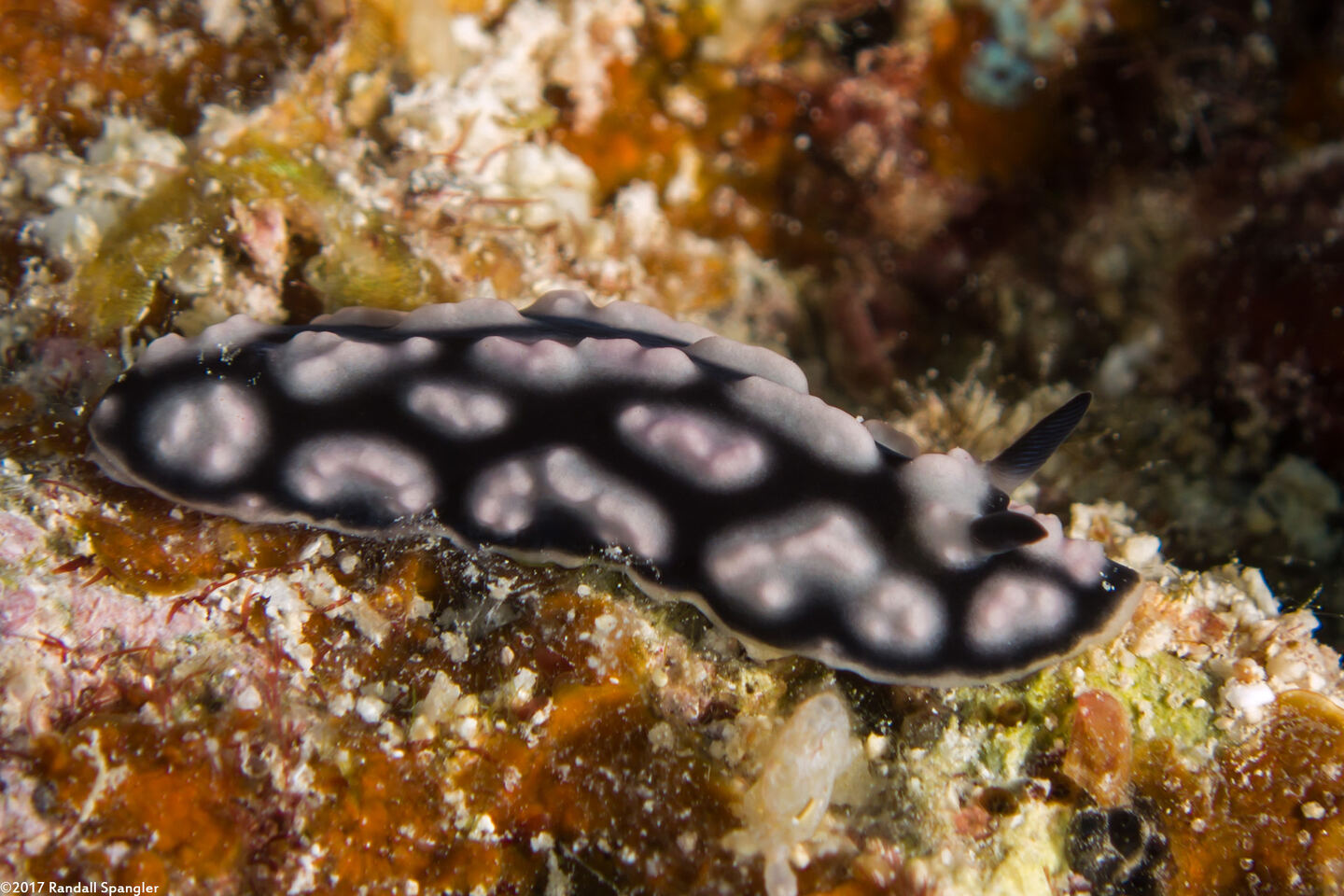 Phyllidiella pustulosa (Pustulose Phyllidia)