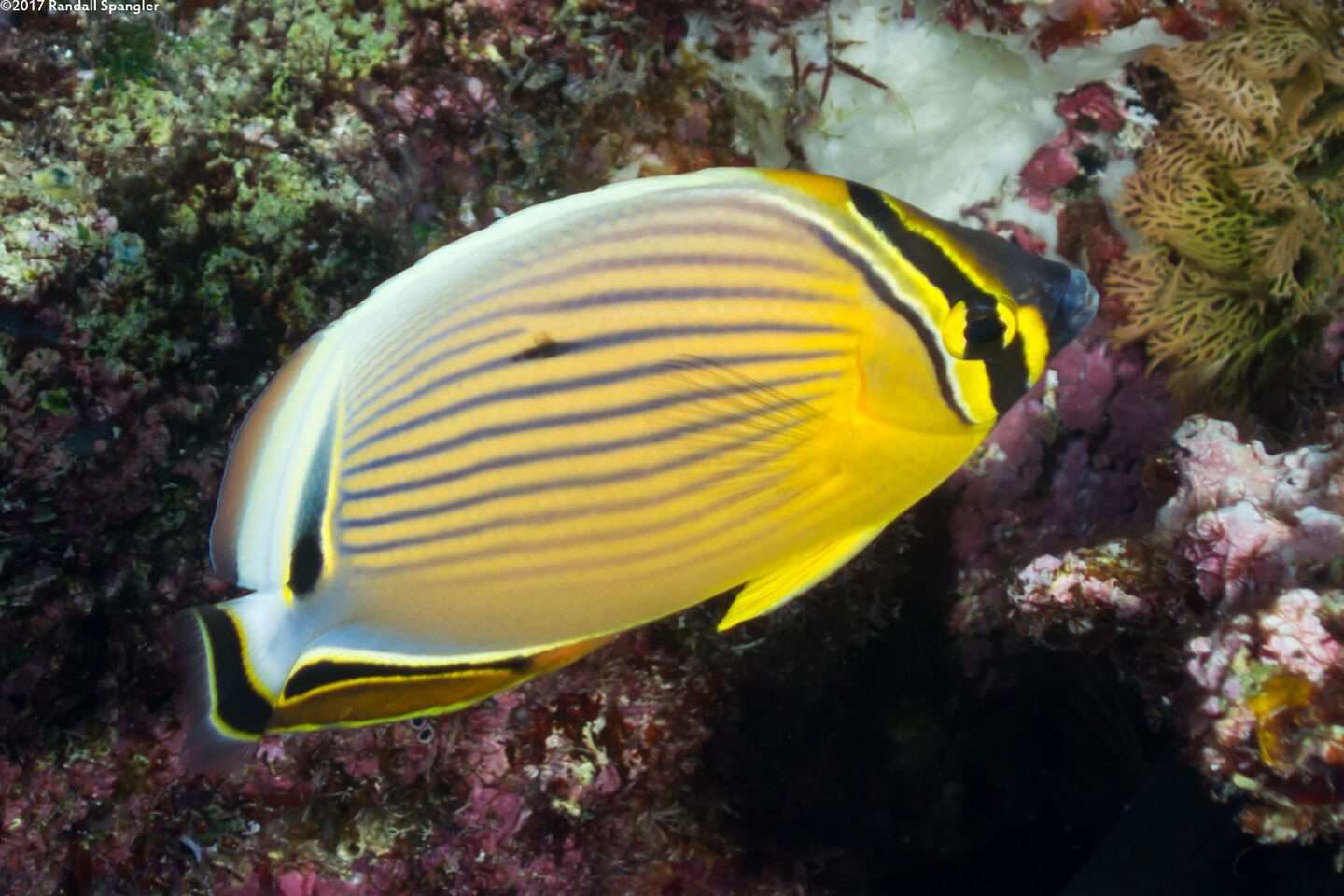 Chaetodon lunulatus (Redfin Butterflyfish)