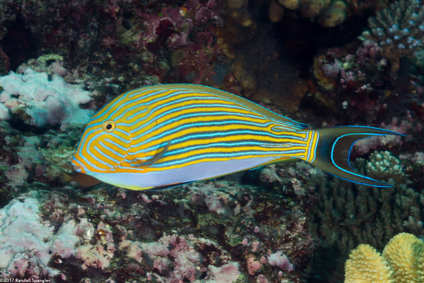 Acanthurus lineatus (Striped Surgeonfish)