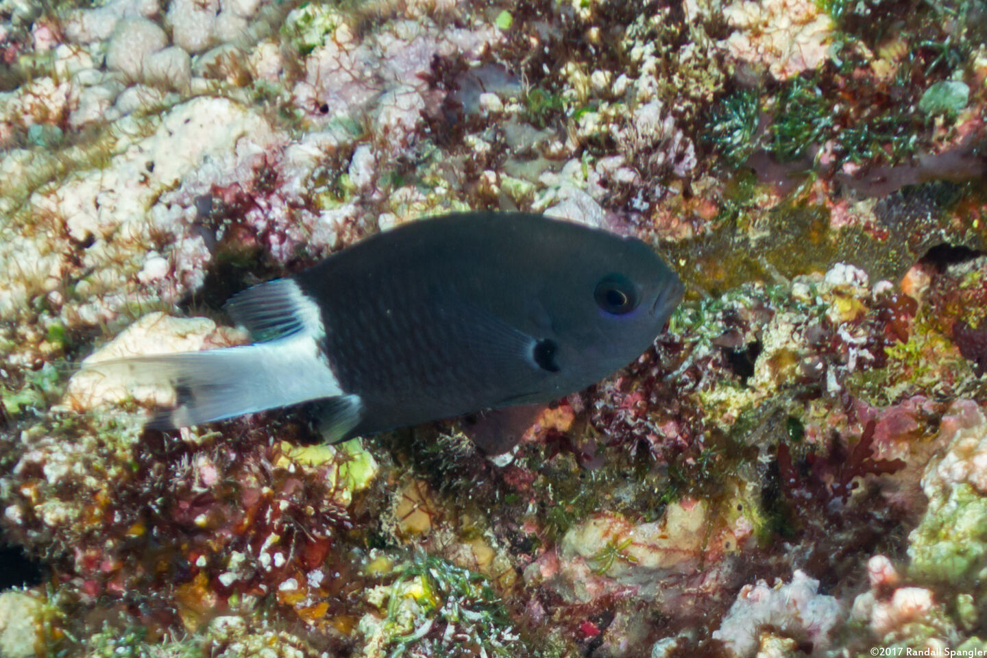 Chromis margaritifer (Bicolor Chromis)