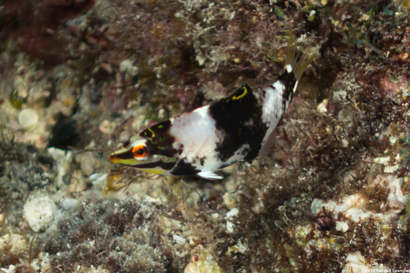 Halichoeres hortulanus (Checkerboard Wrasse)
