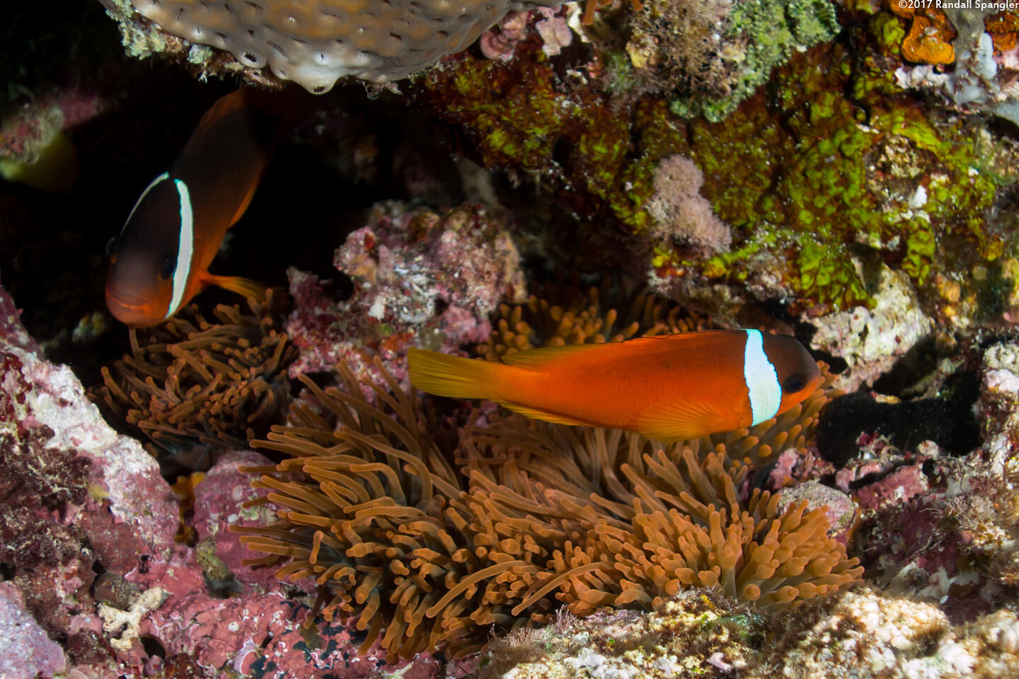 Entacmaea quadricolor (Bubble-Tip Anemone)
