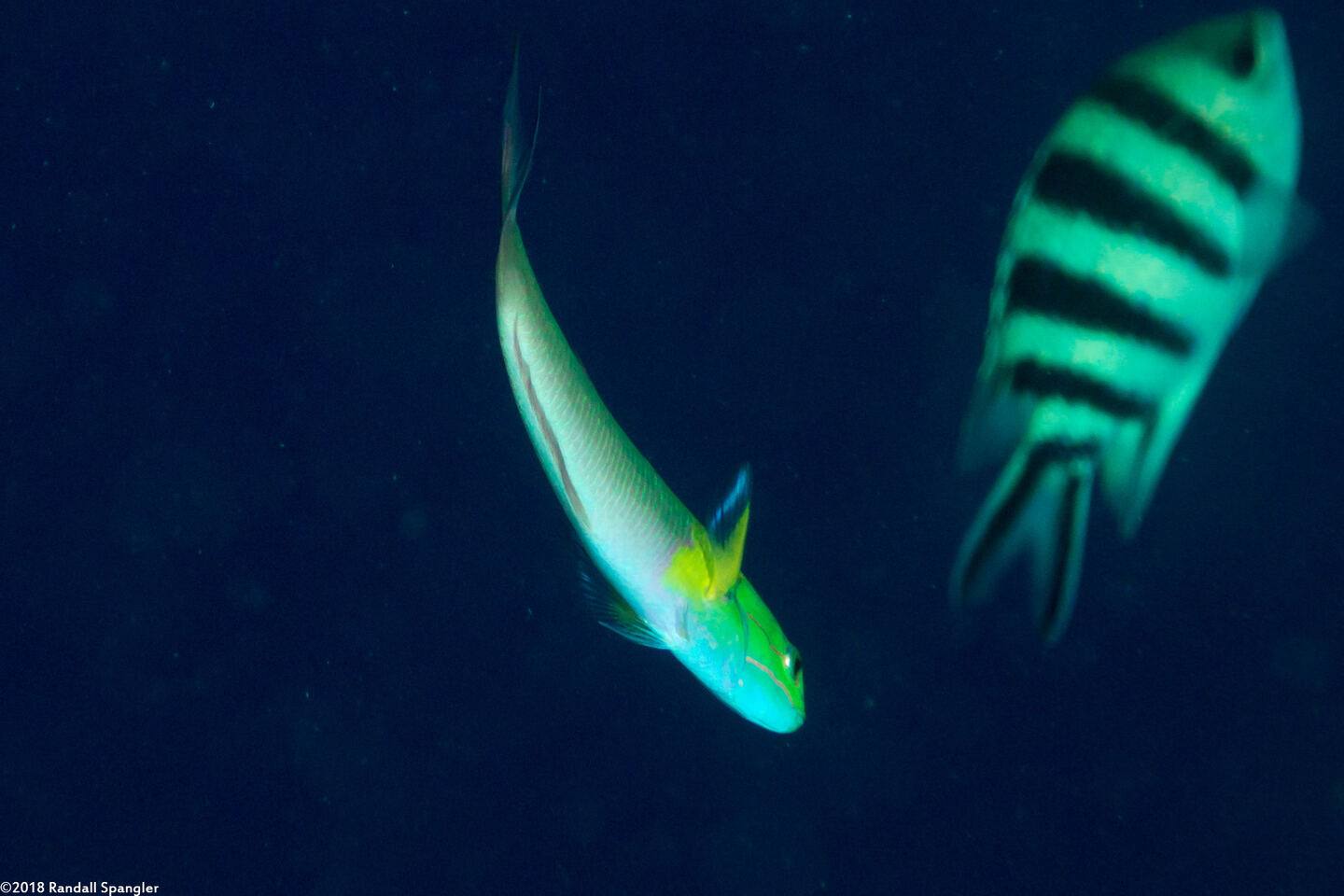 Thalassoma amblycephalum (Bluntheaded Wrasse)