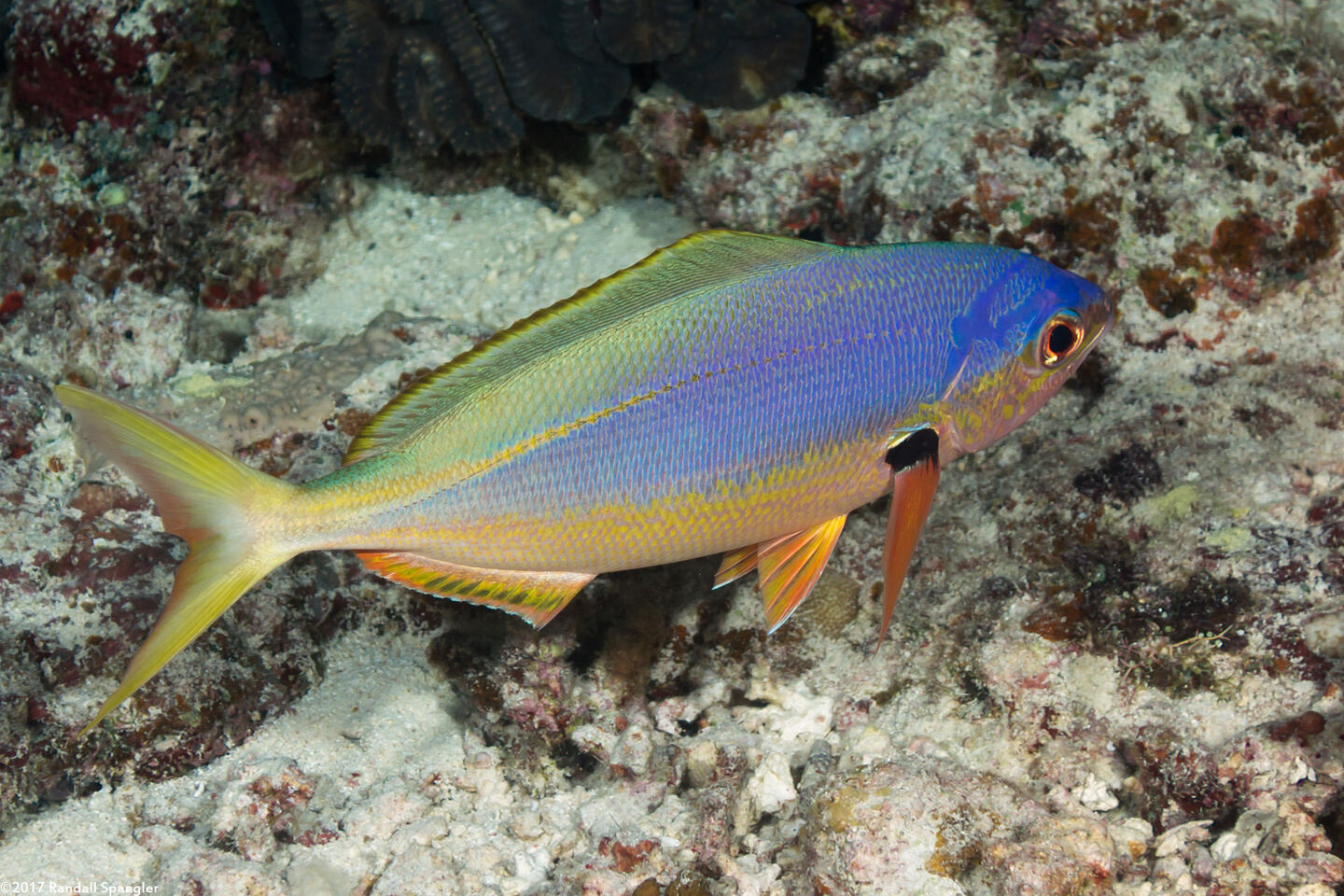 Caesio teres (Blue and Yellow Fusilier)