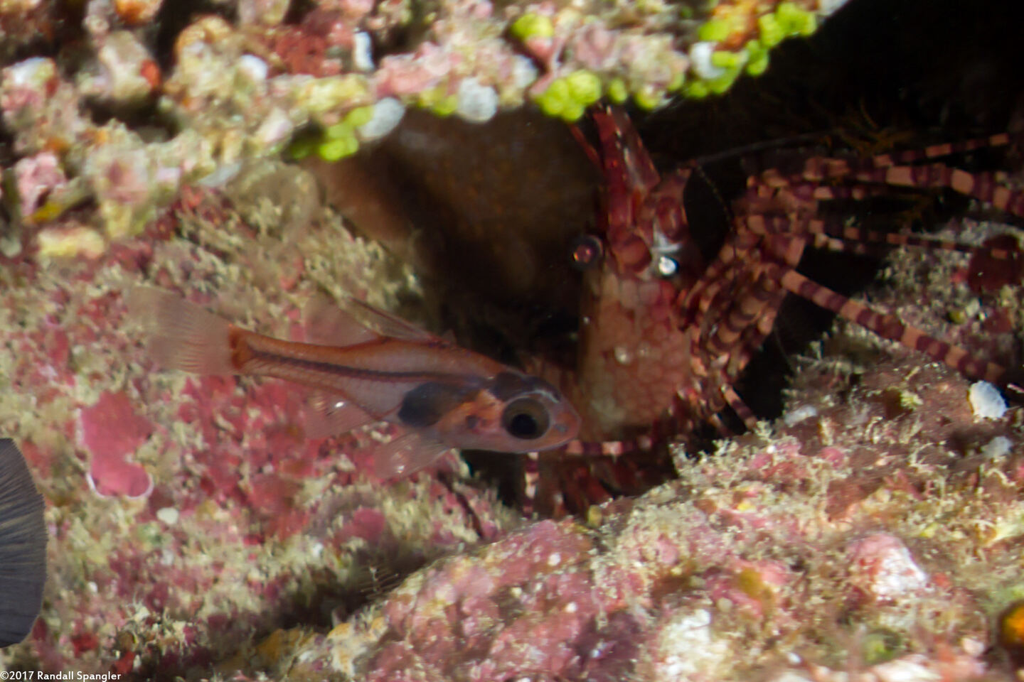 Apogon doryssa (Longspine Cardinalfish)
