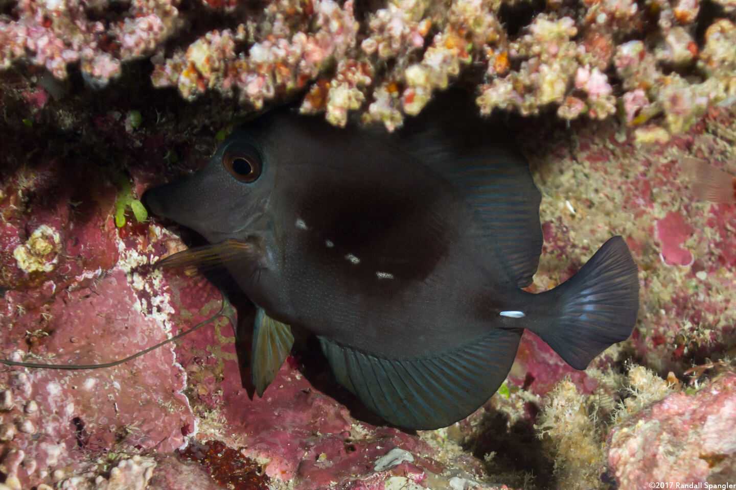 Zebrasoma scopas (Brushtail Tang)