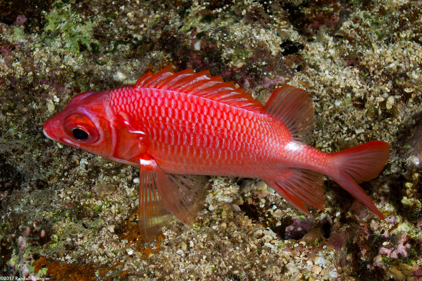 Sargocentron caudimaculatum (Tailspot Squirrelfish)