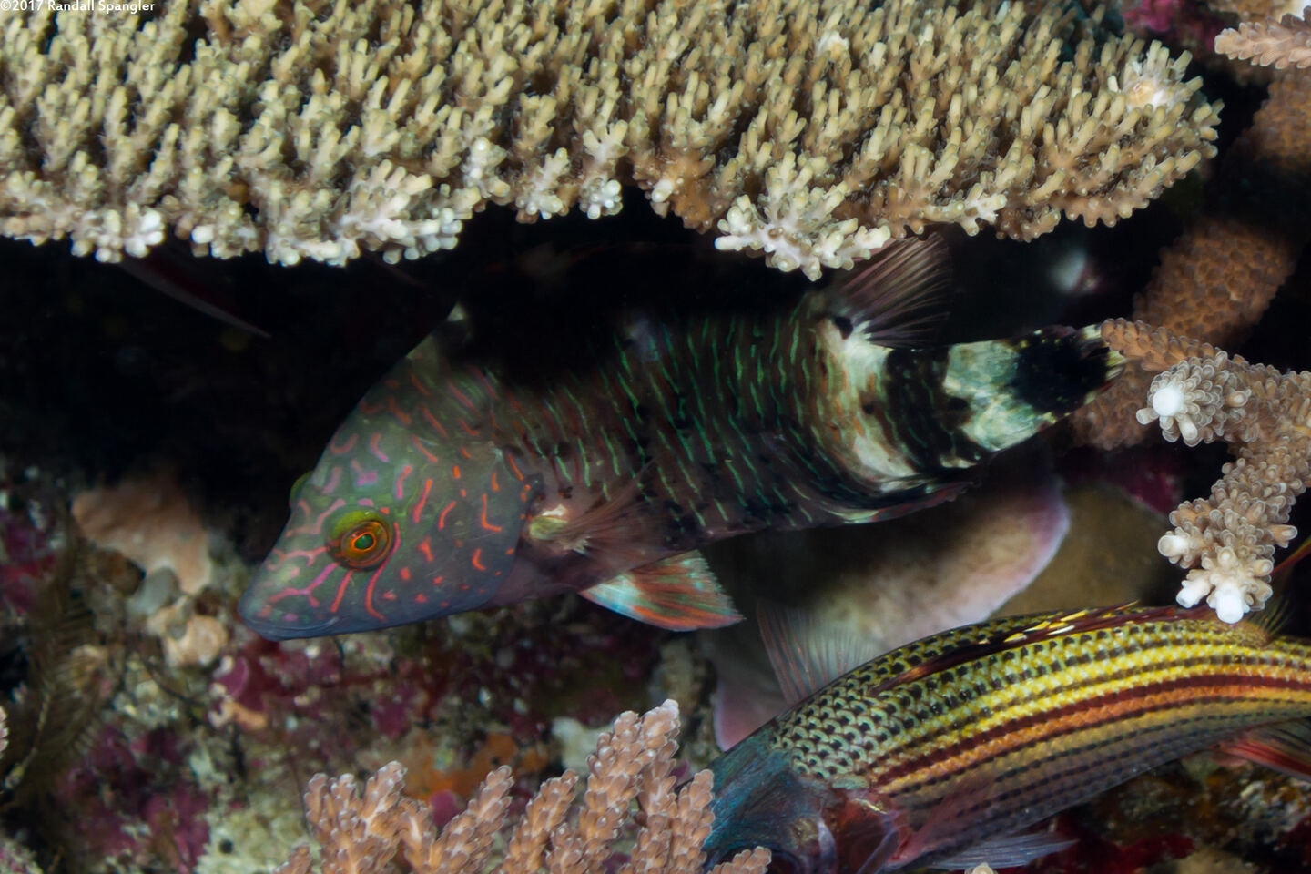 Cheilinus trilobatus (Tripletail Wrasse)