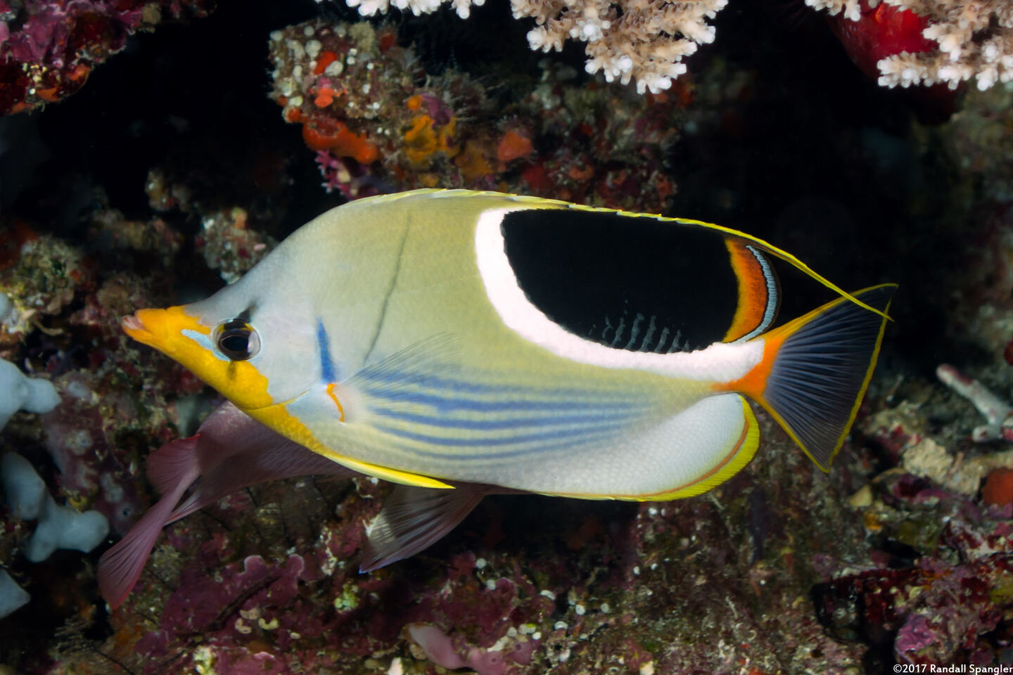 Chaetodon ephippium (Saddled Butterflyfish)