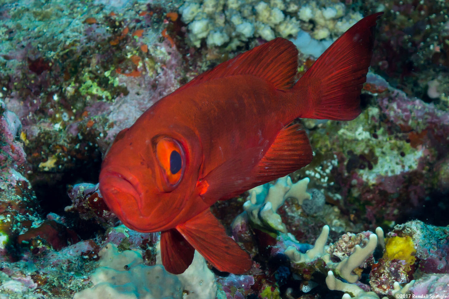 Priacanthus hamrur (Crescent-Tail Bigeye)