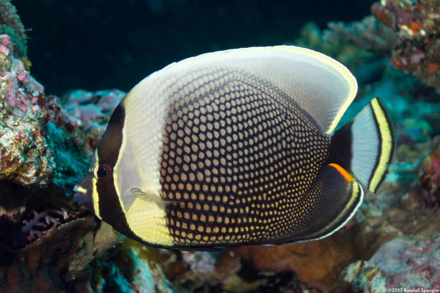 Chaetodon reticulatus (Reticulated Butterflyfish)