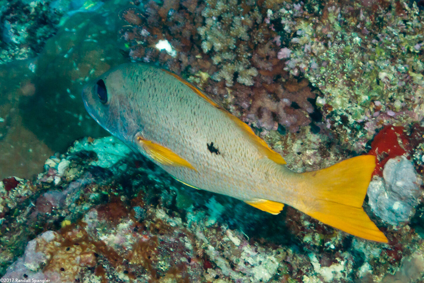 Lutjanus monostigma (Onespot Snapper)