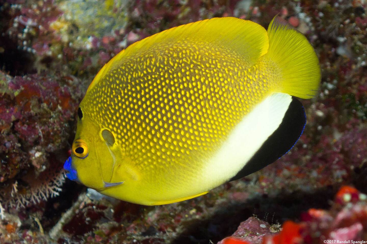 Apolemichthys trimaculatus (Three-Spot Angelfish)