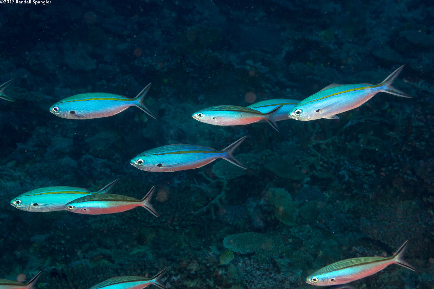 Caesio caerulaurea (Scissortail Fusilier)