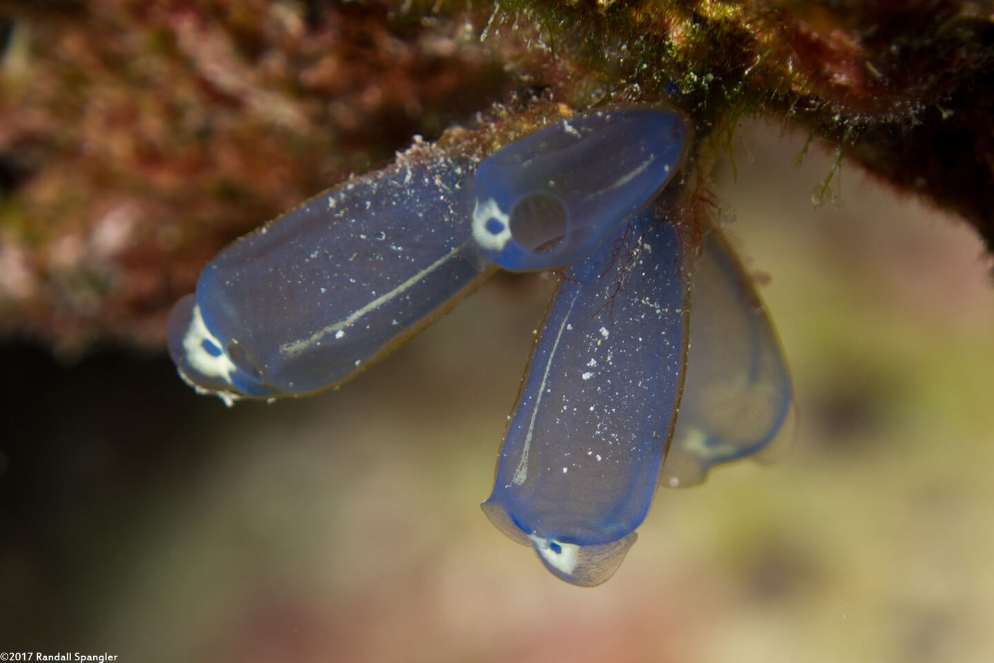 Clavelina robusta (Robust Clavelina)