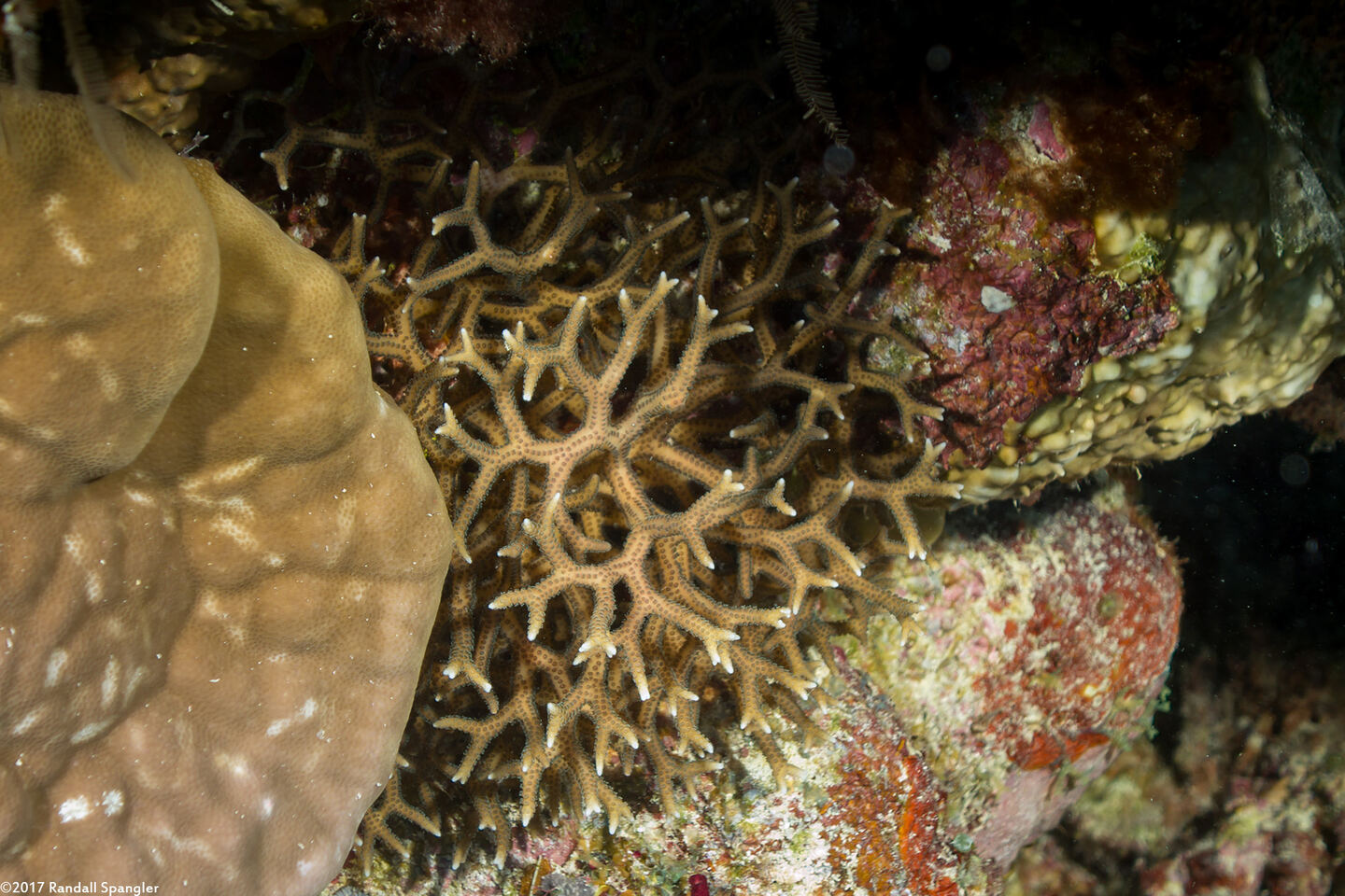 Seriatopora guttata (Dotted Seriatopora)