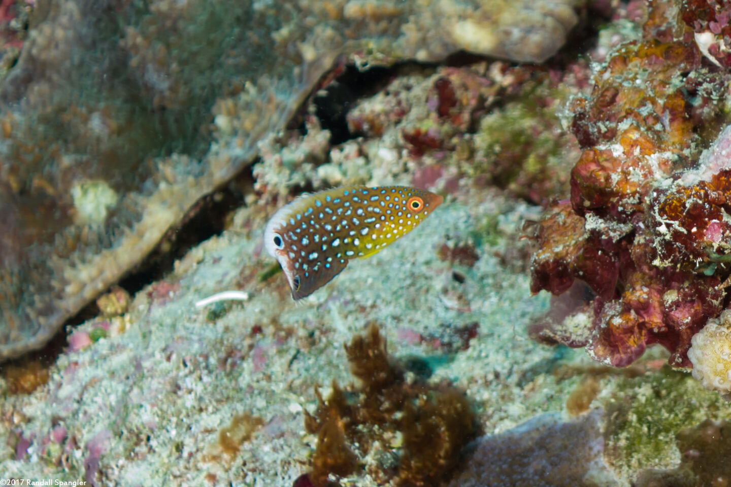 Anampses twistii (Yellow-Breasted Wrasse)