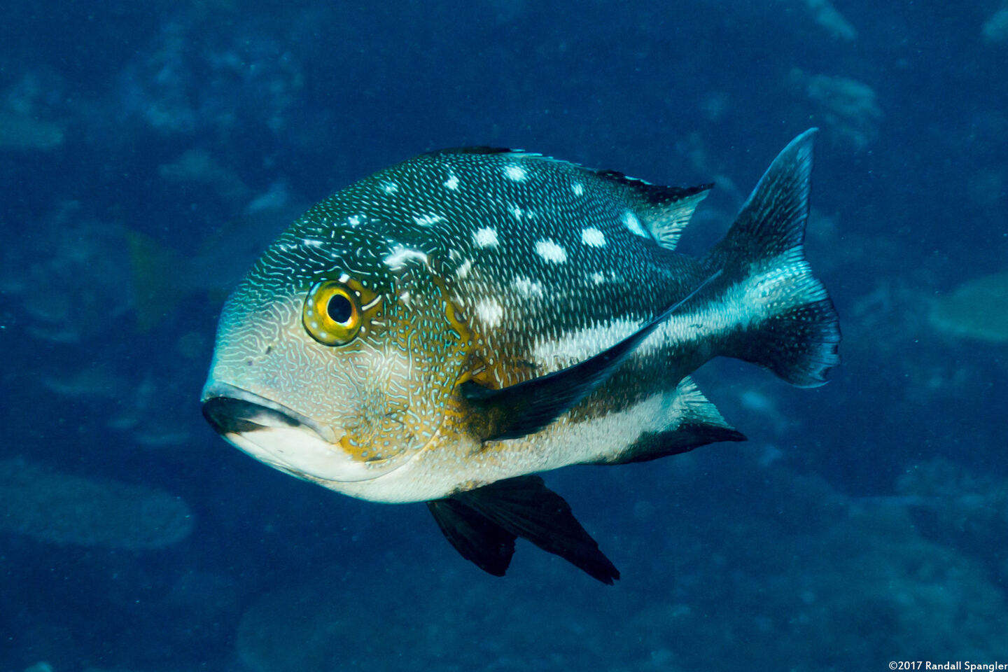 Macolor macularis (Midnight Snapper)
