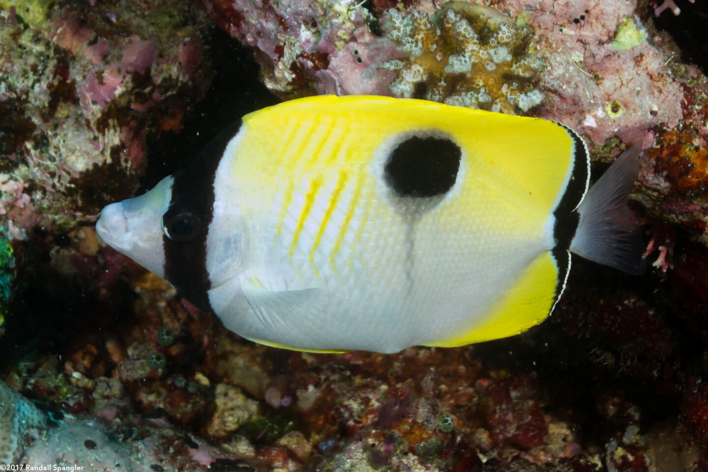 Chaetodon unimaculatus (Teardrop Butterflyfish)