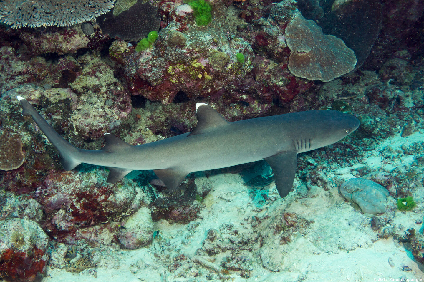 Triaenodon obesus (Whitetip Reef Shark)