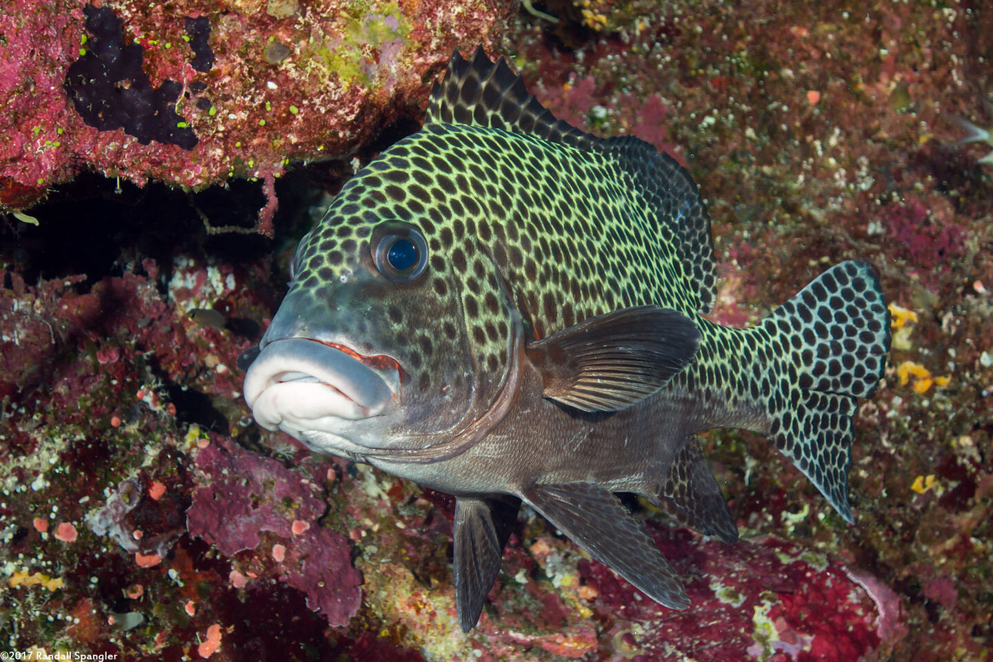 Plectorhinchus chaetodonoides (Many-Spotted Sweetlips)