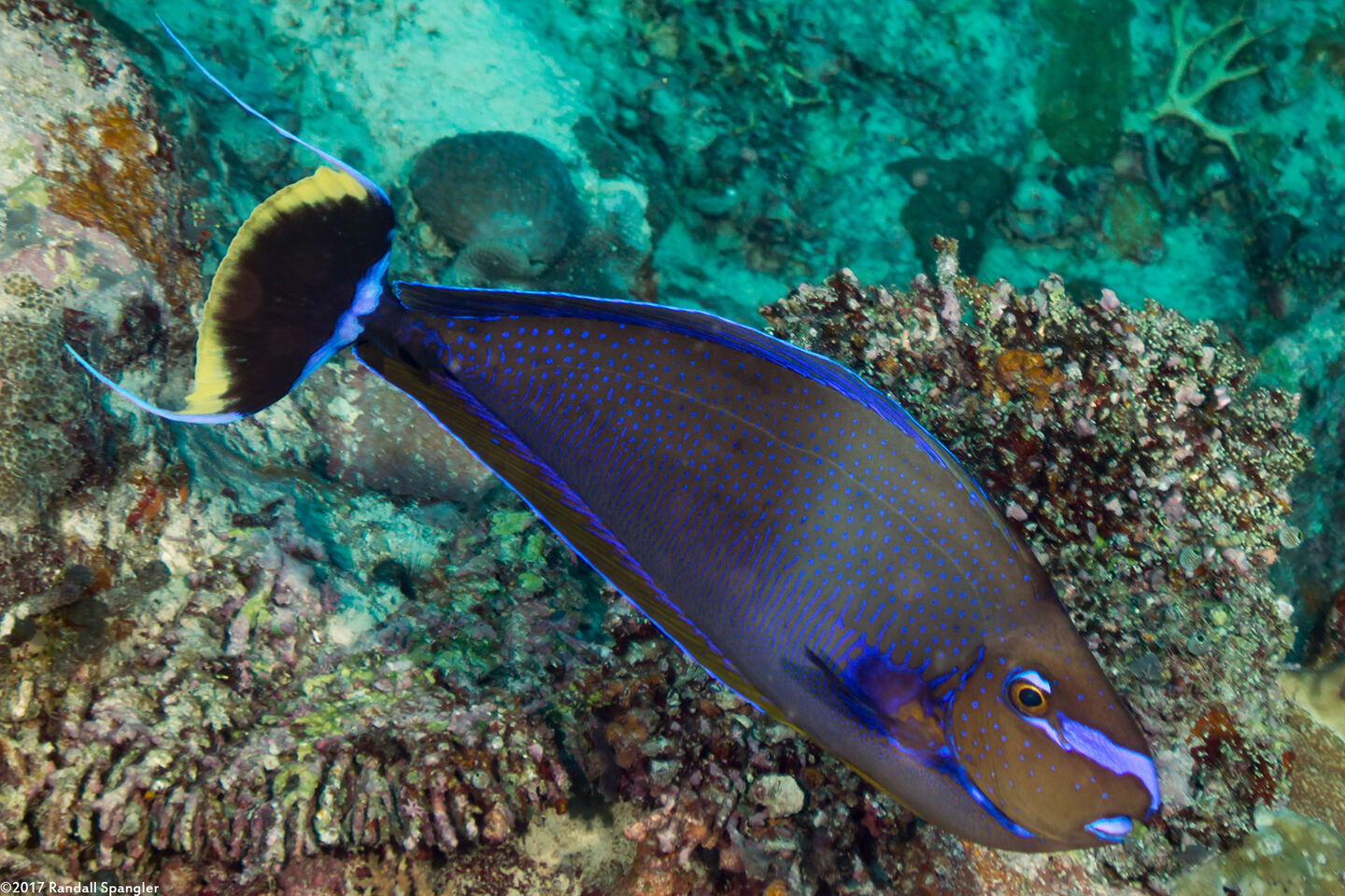 Naso vlamingii (Bignose Unicornfish)