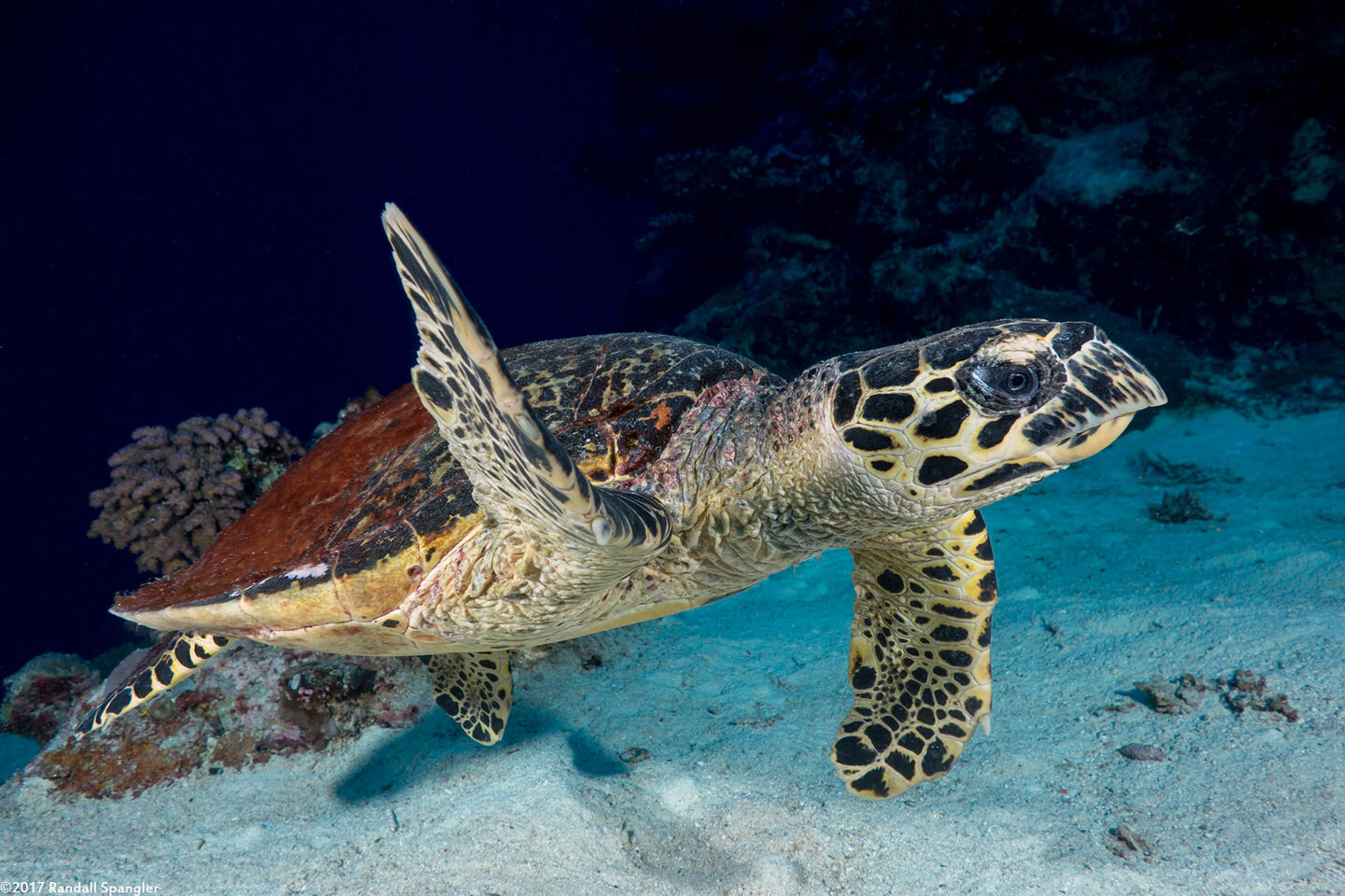 Eretmochelys imbricata (Hawksbill Turtle)