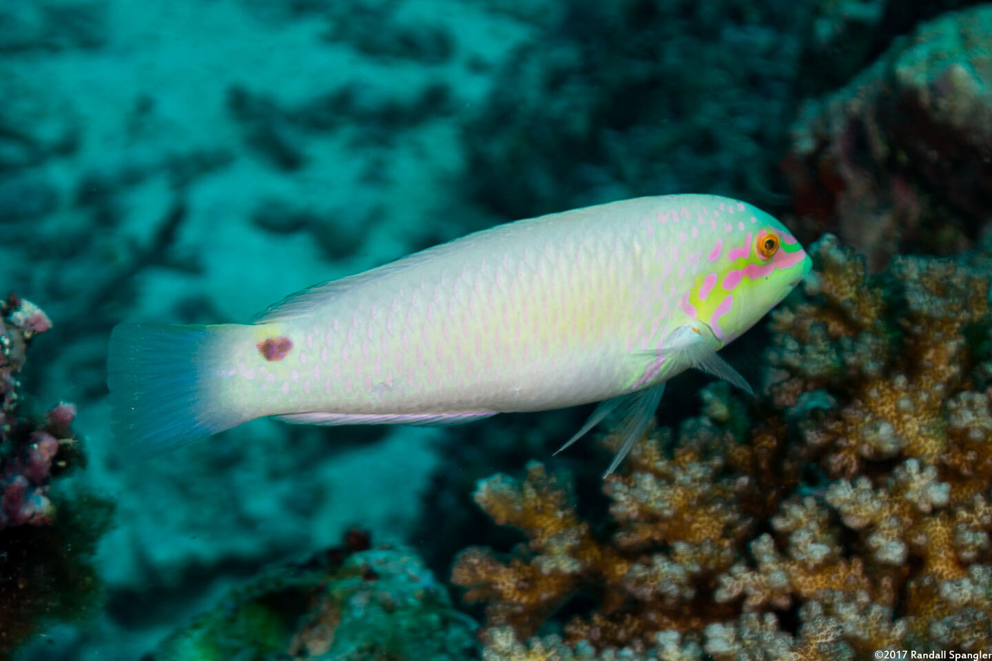 Halichoeres trimaculatus (Threespot Wrasse)