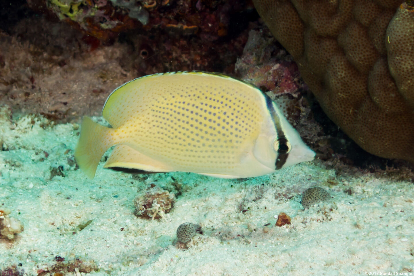 Chaetodon citrinellus (Speckled Butterflyfish)