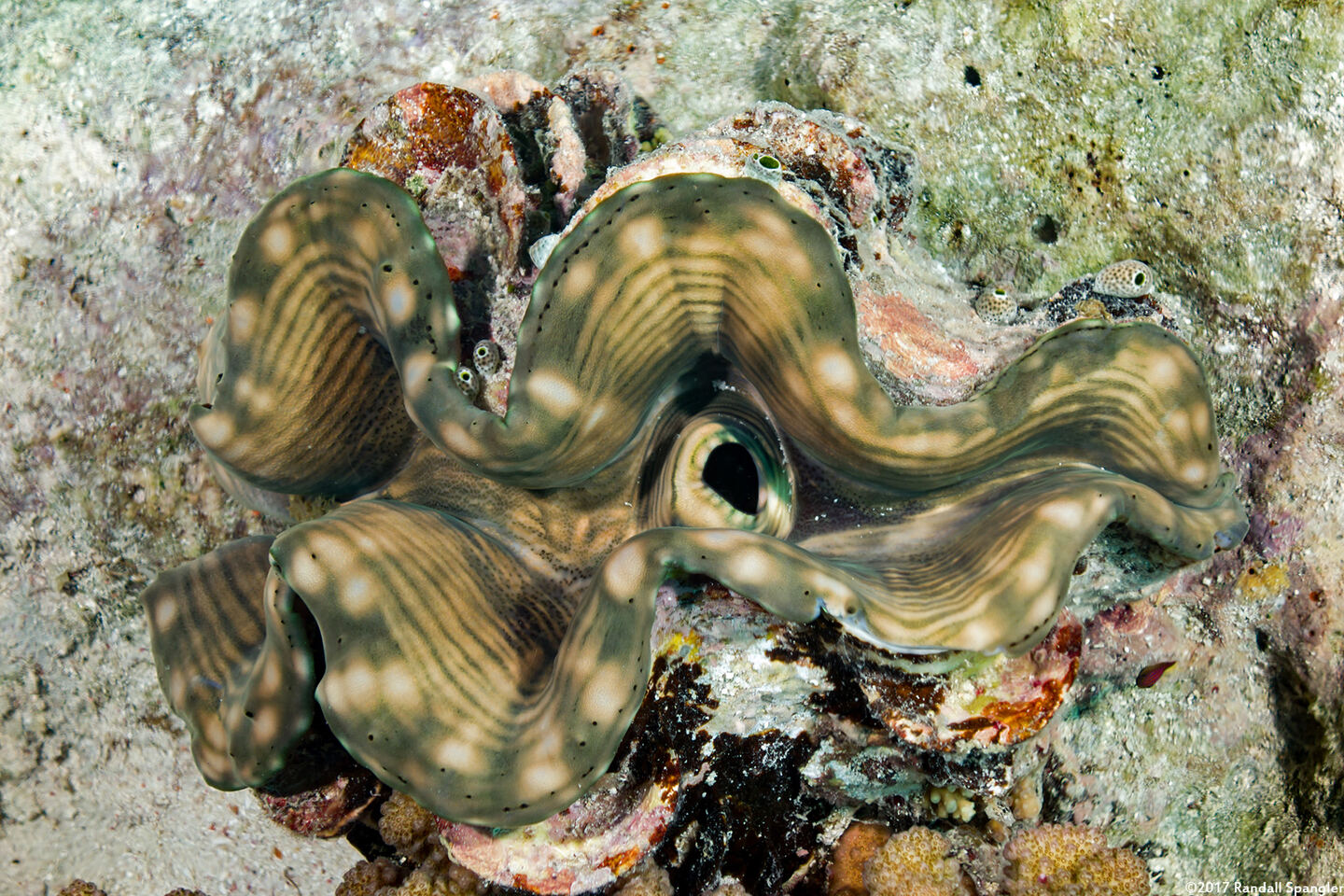 Tridacna crocea (Boring Giant Clam)
