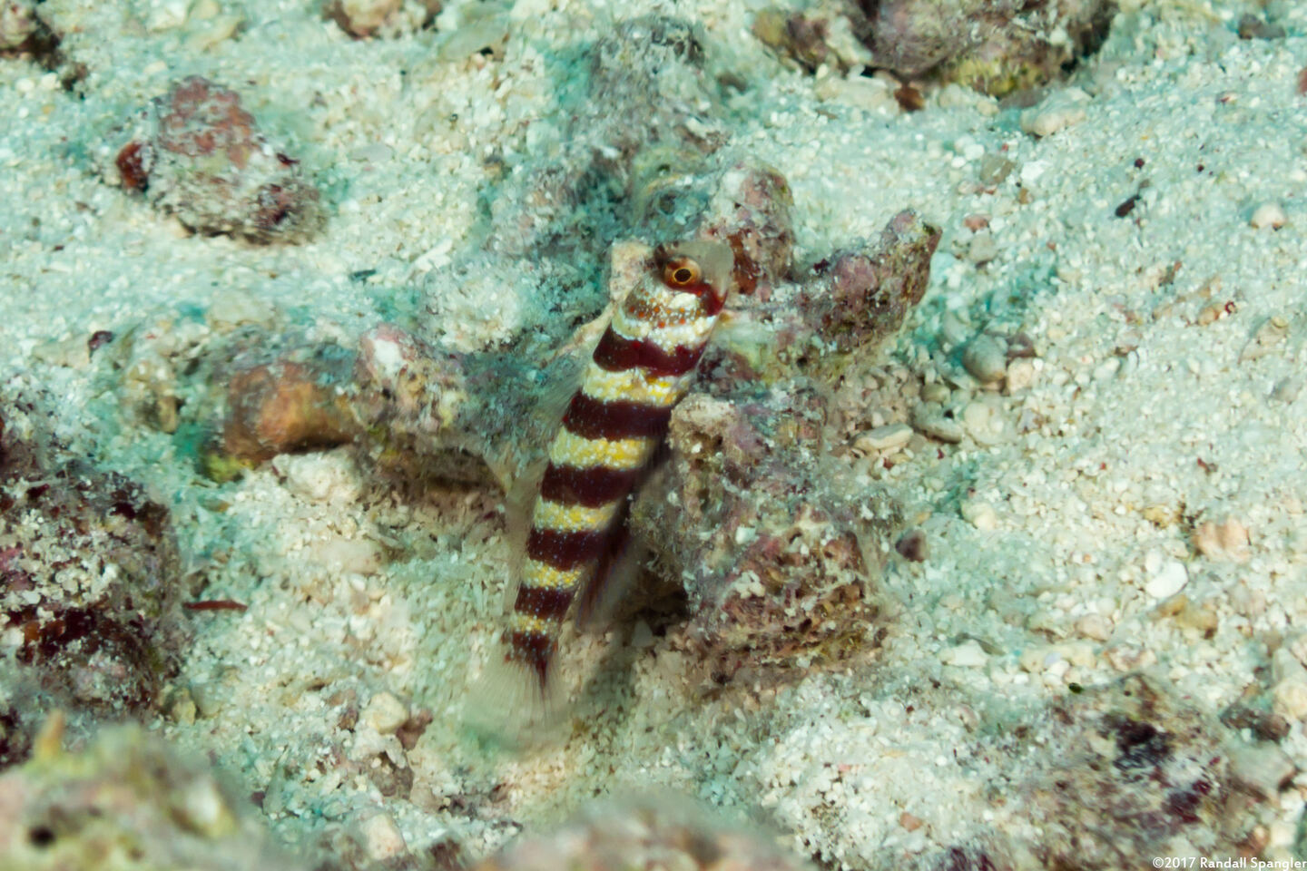 Amblyeleotris wheeleri (Gorgeous Shrimpgoby)