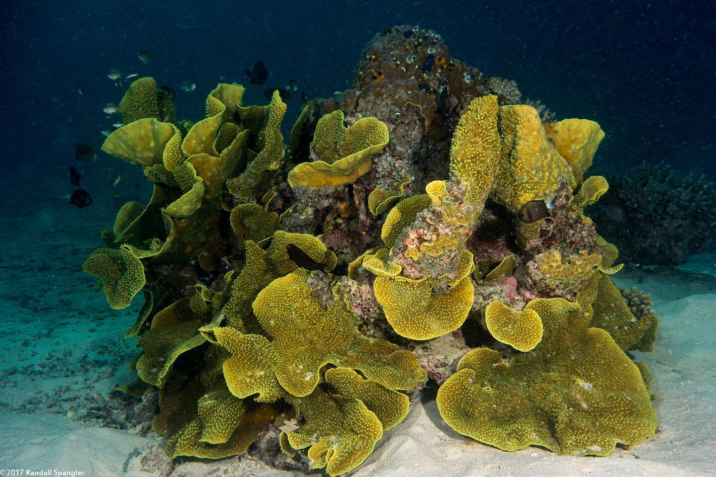Turbinaria reniformis (Yellow Scroll Coral)